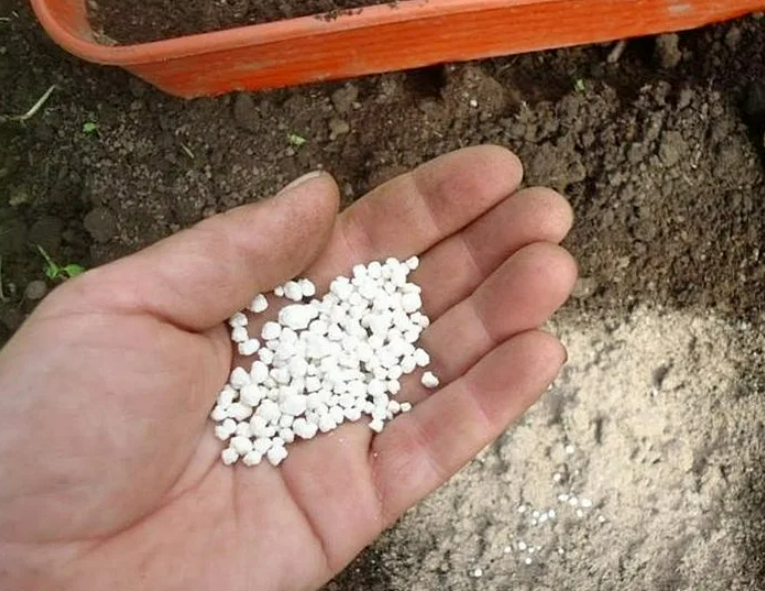 Фотография взята из источника mir-ogorodnikov.ru