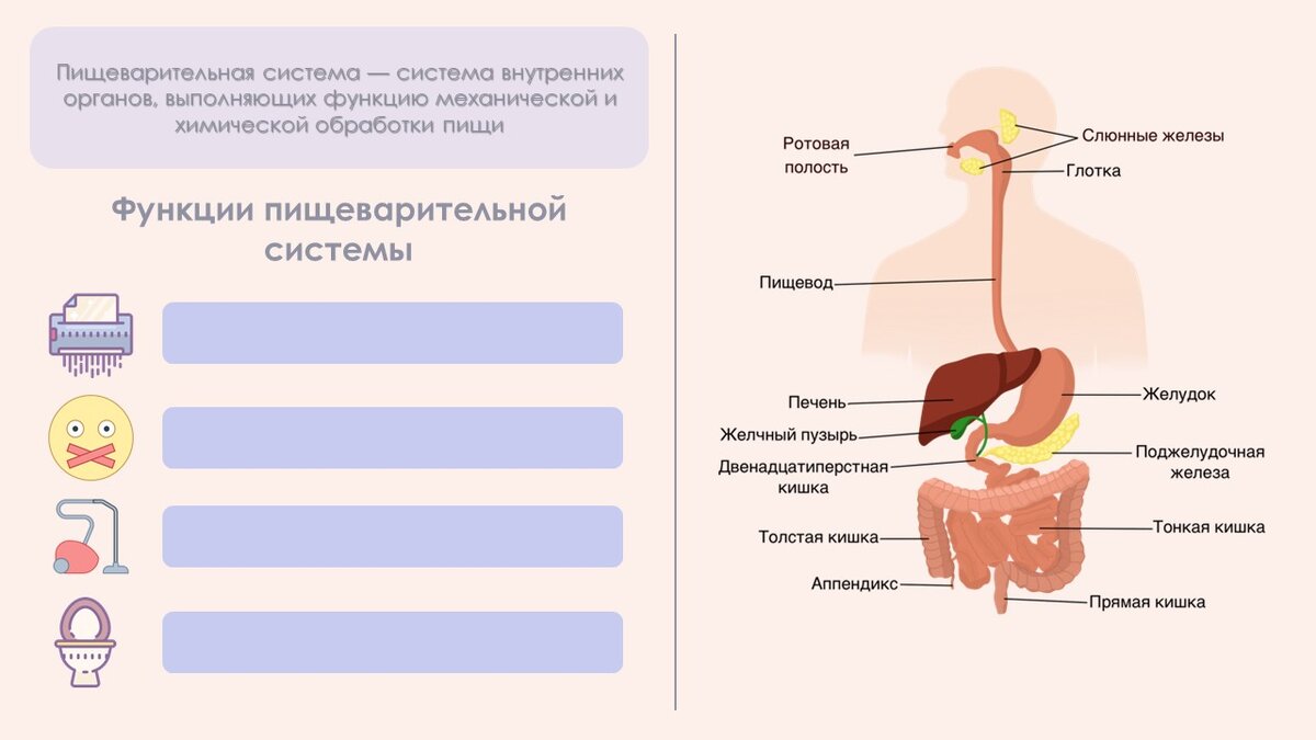 Тут мы с учеником рассуждаем: а зачем нам вообще нужна пищеварительная система? что она такого важного делает? 