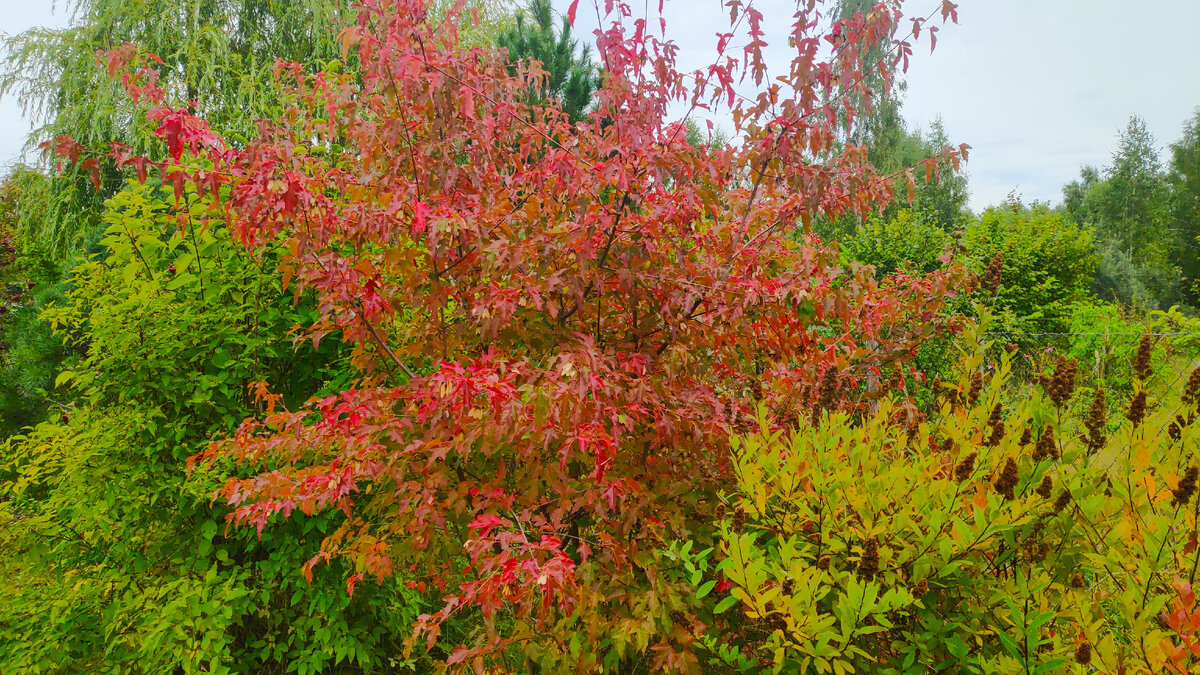 Осенью расцвечивается фантастическими кислотными цветами – розовым и пурпурным