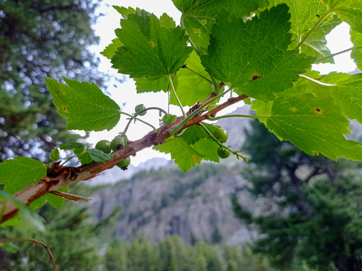 Ингредиенты для чая в шаговой доступности. Чёрная смородина
