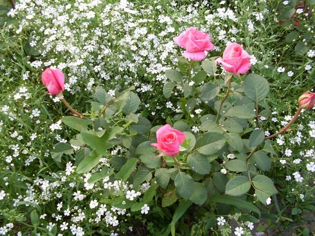 Розы +гипсофила