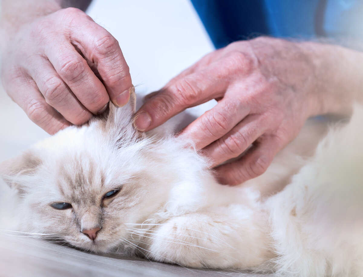 Автор: thodonal