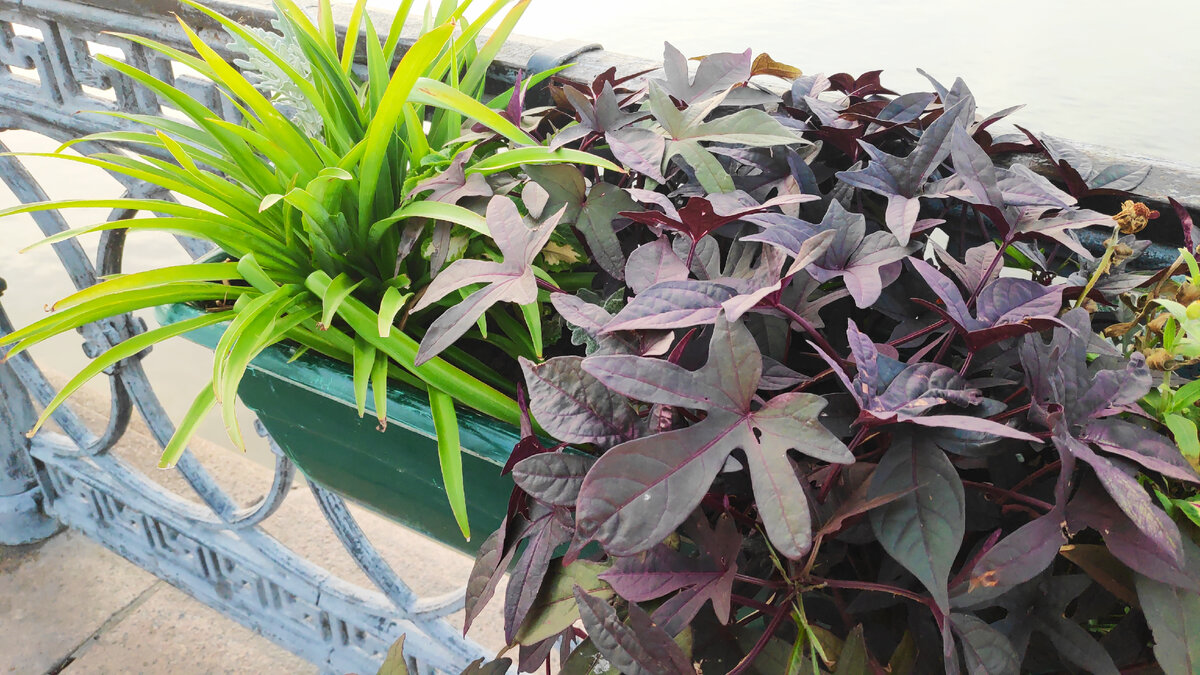 Ипомея батат идеально сочетается с яркой зеленью лилейников и розовыми петуниями. Фото автора