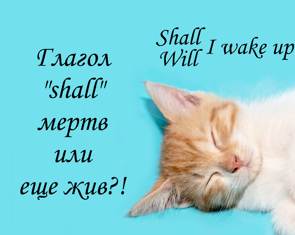 About cats in english. Опять на английском языке. Косвенная речь в английском языке тест. Английский язык кэт. Опять на английском языке.