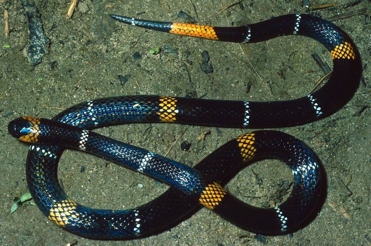 Фото из открытого источника