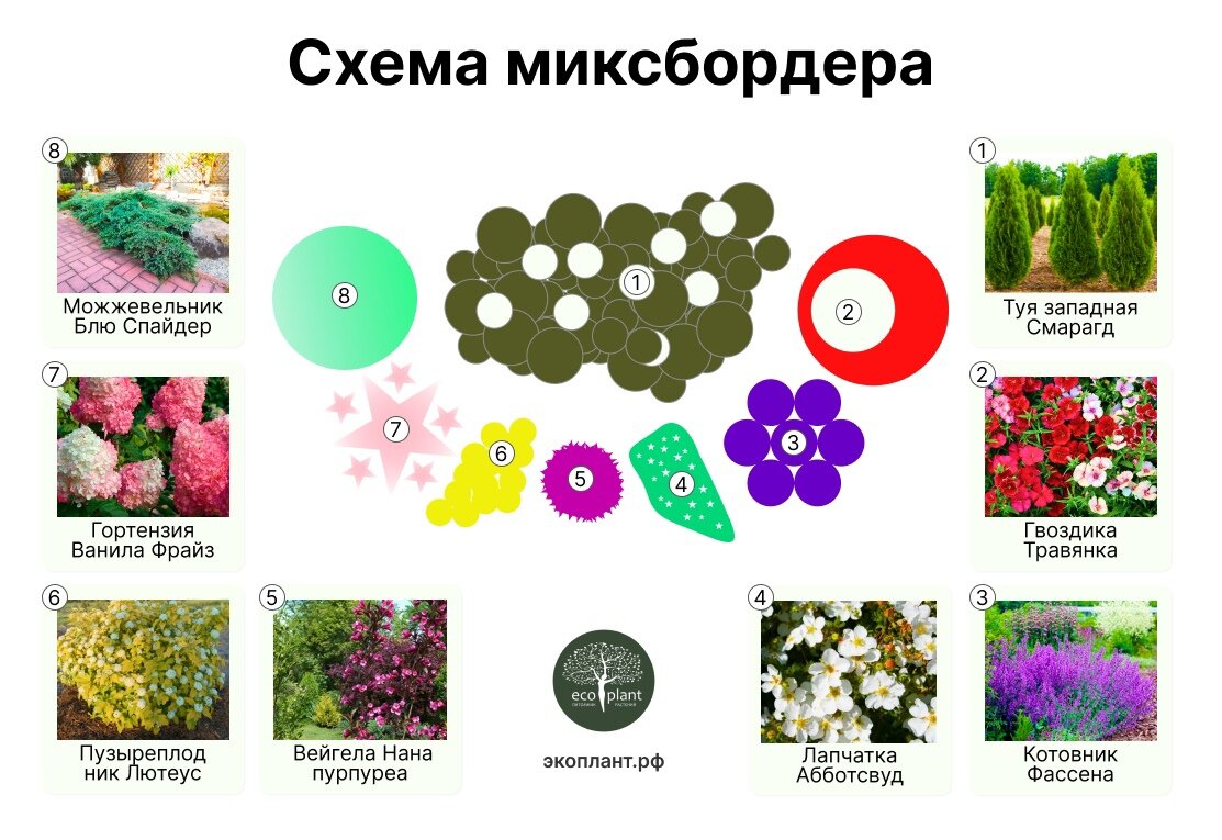 Купить крупномеры из питомника, деревья большемеры в Москве или Подмосковье