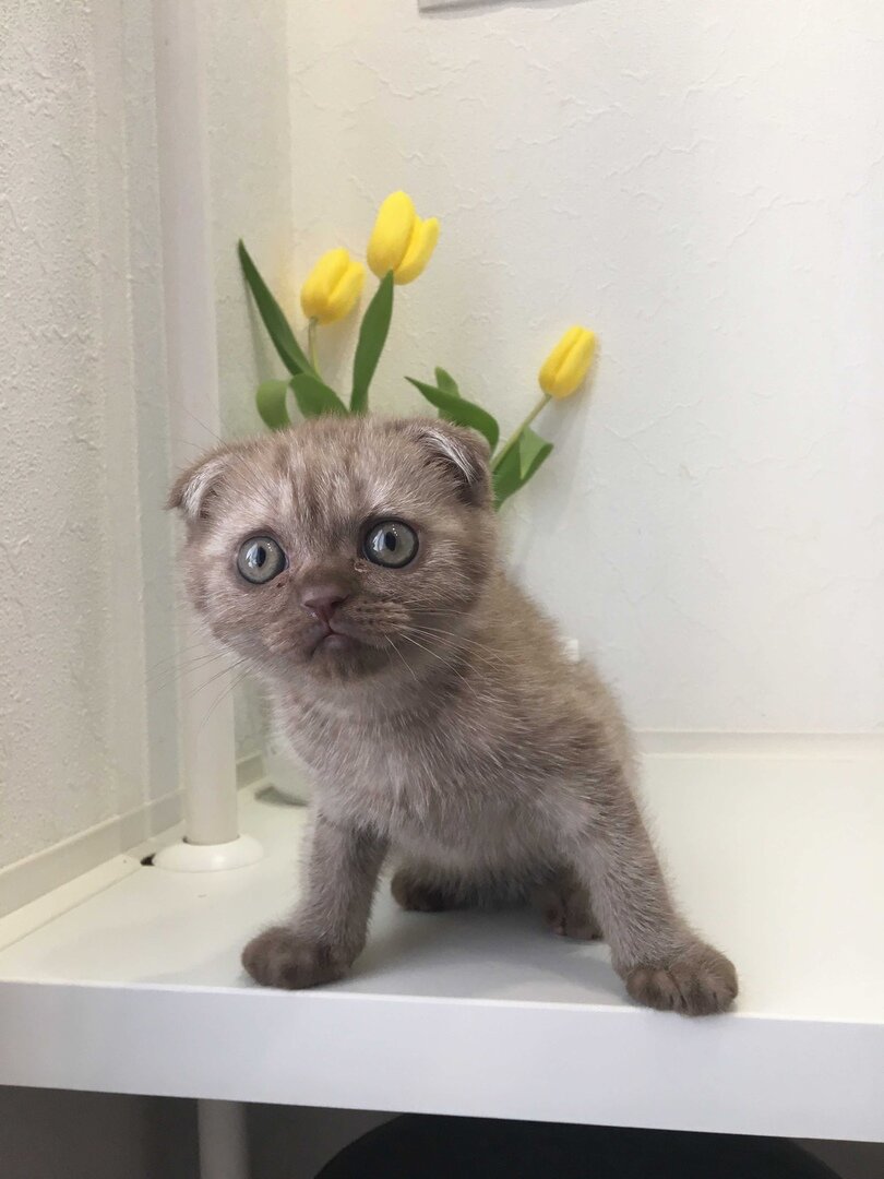 Нажмите на стрелочку справа