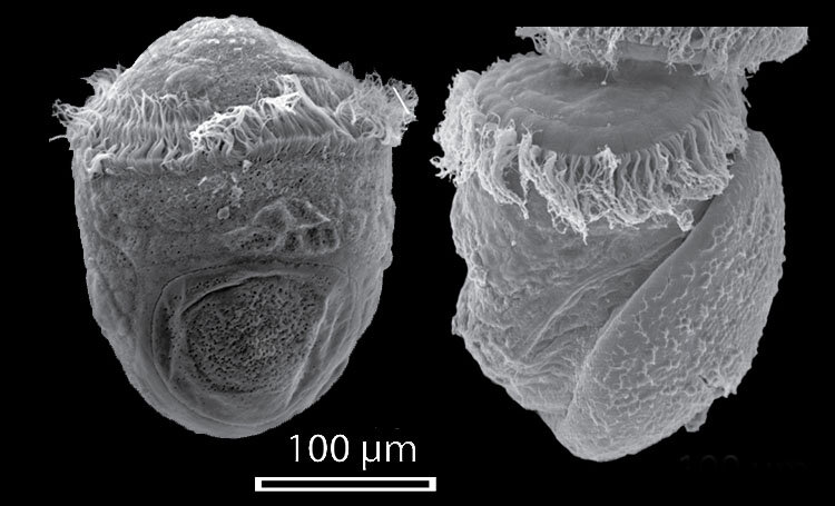 Трохофоры мшанок очень похожи на трохофоры червей. Но их сходство связано только со схожим образом жизни.