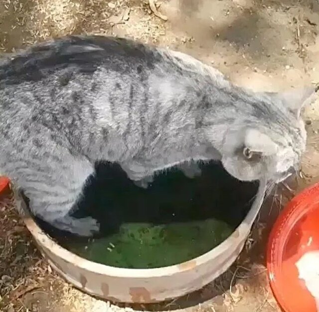 Кошка. Источник фото: https://learnpracticeandshare.com/cat-walks-into-water-to-cool-down-and-is-so-relieved-when-kind-people-come-to-help-her/