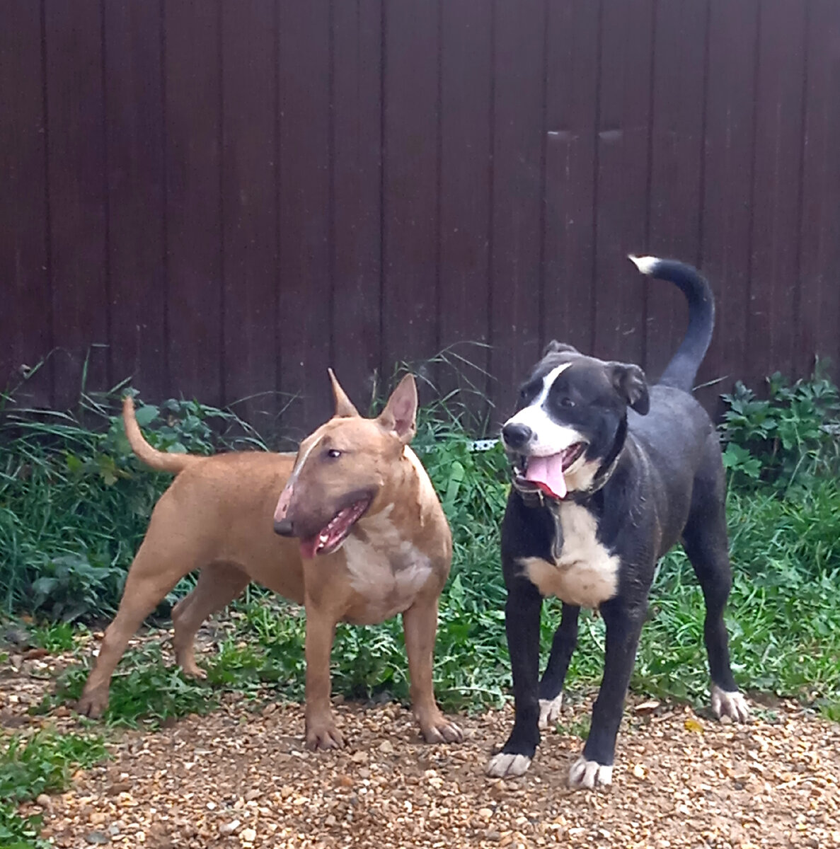 Малыш справа Кастрат, но его не покидают мысли о вязке🤪 Благо течных сук нет и никто ему это не позволяет😁