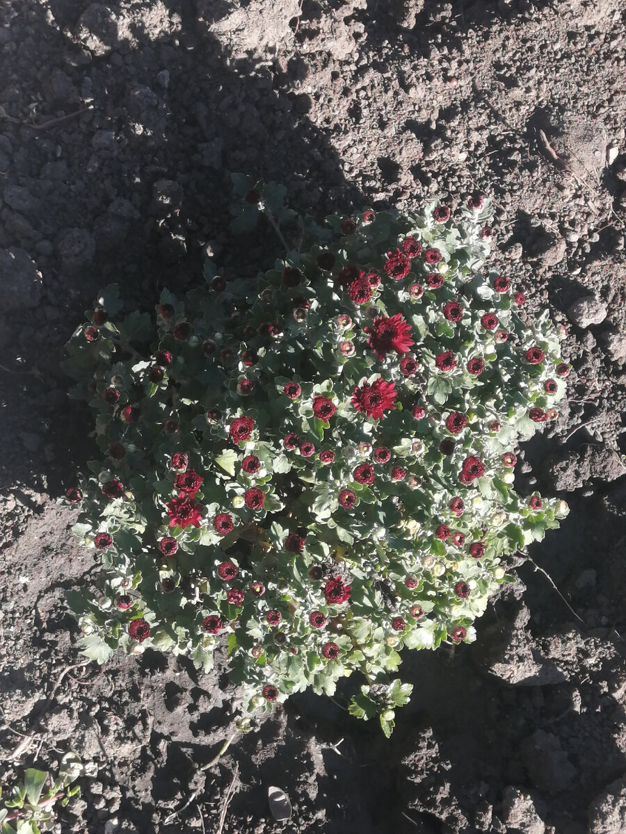 Сегодня посадила свой первый цветок, надеюсь, не последний.