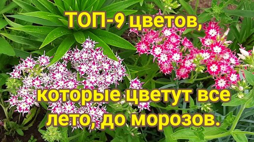 25 многолетников цветущие всё лето. Жёлтые, синие, пурпурные цветы украсят ваш сад и дачу