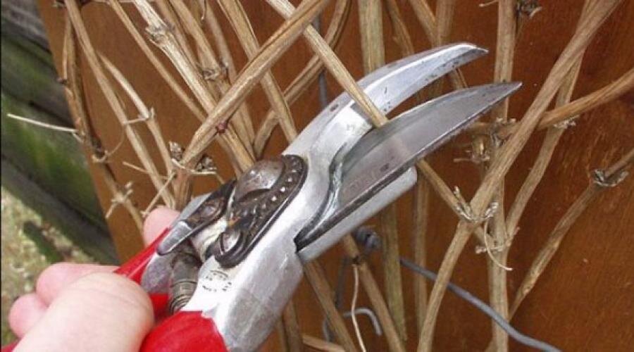 3 группа обрезки. Клематис маньчжурский 3 группа обрезки. Группы клематисов по обрезке. Обрезка клематисов. Клематис обрезка осенью.