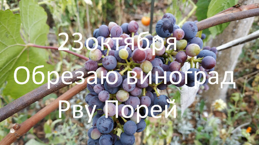 23октября // Обрезаю виноград // Рву Порей