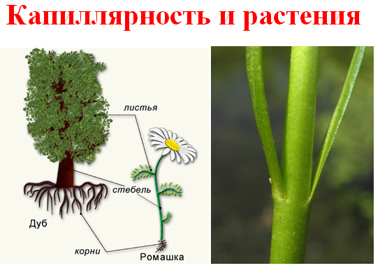 Почему вода идет вверх по дереву