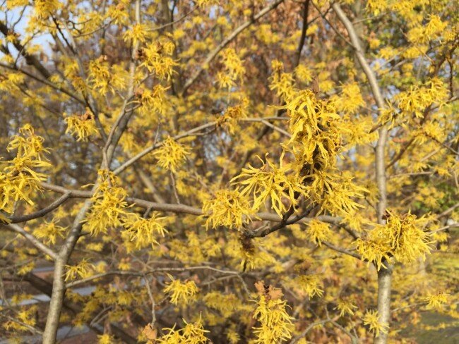 Фото: страница Ботанического сада МГУ на "Фейсбук"