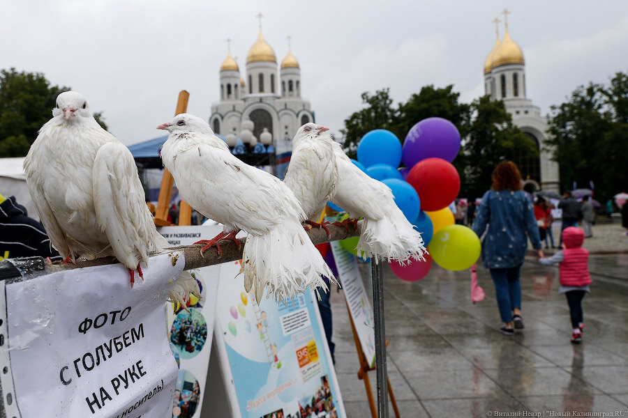 Фото: Виталий Невар / Новый Калининград