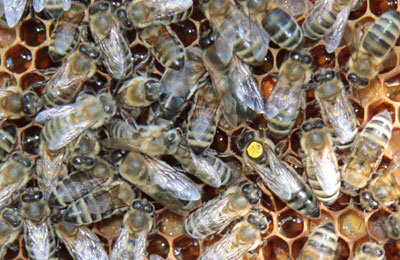  Продуктивность пчел на пасеках в основном зависит от методов  рационального ведения пчеловодства. Со временем методы ухода за  пчелосемьями требуют совершенствования.