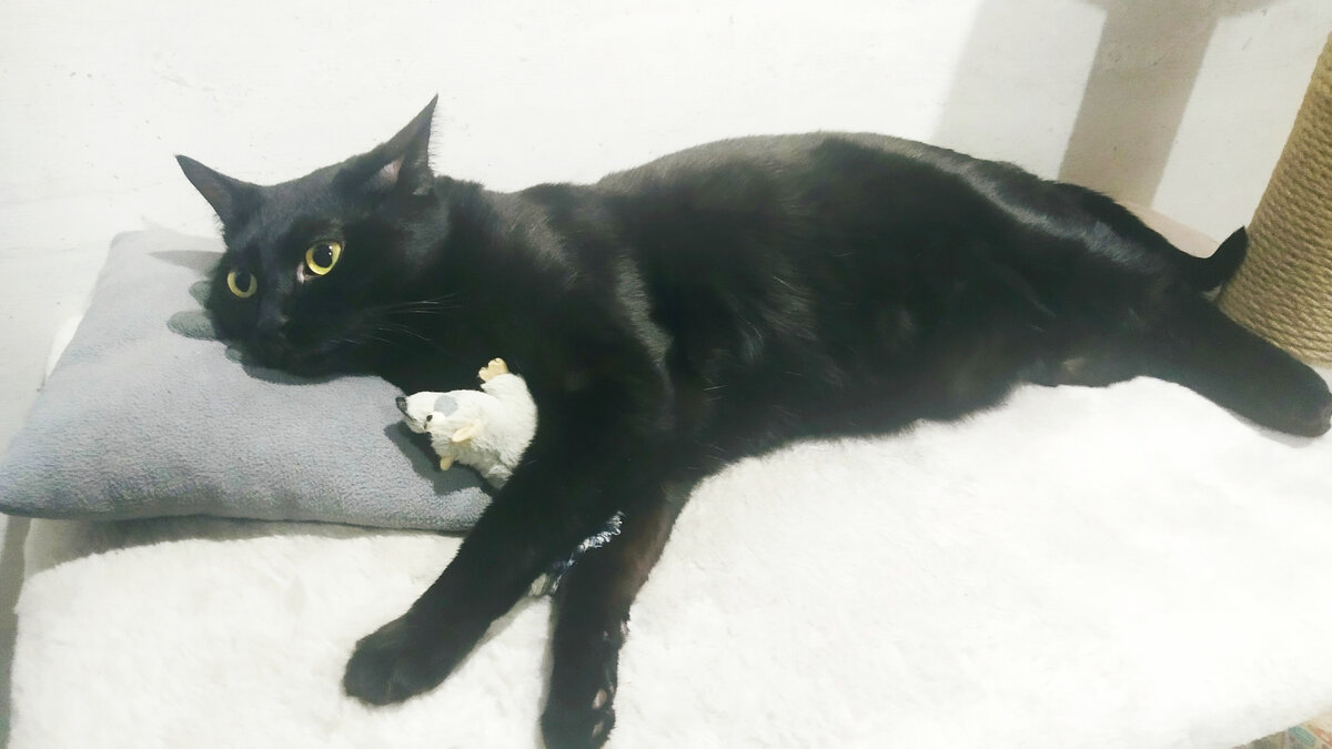 Кот Тихон.