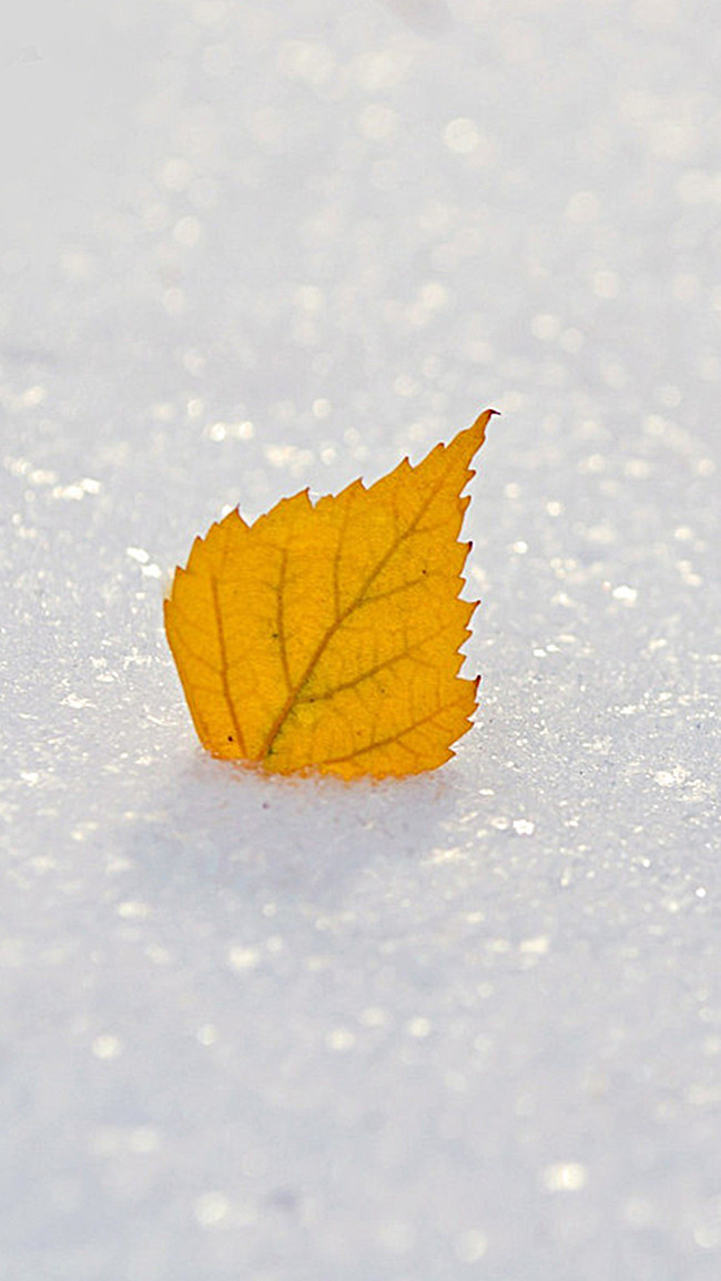 Фото листок на снегу 2017