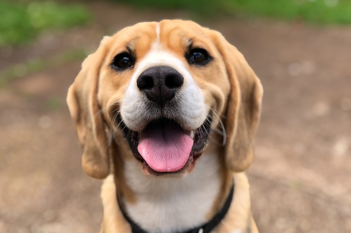     Россиянам разрешили требовать компенсацию с соседей за громкий лай их собак