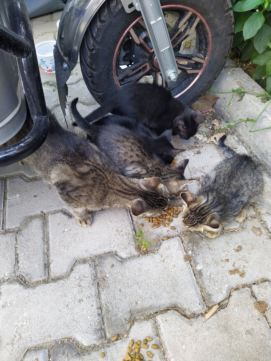 Вся котосемейка)))