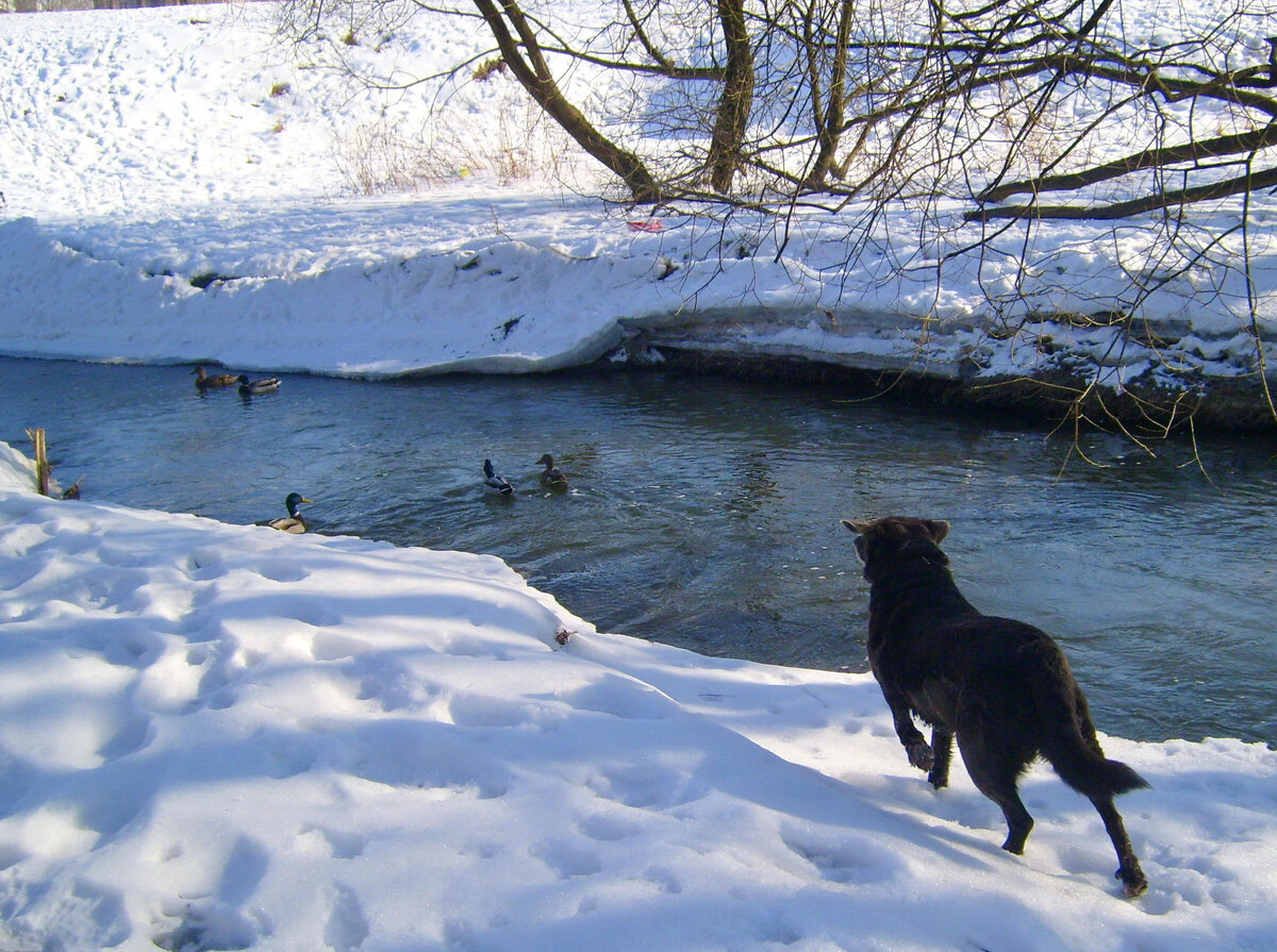 Здесь на фото, на задней лапе, видны эти плальчики.
