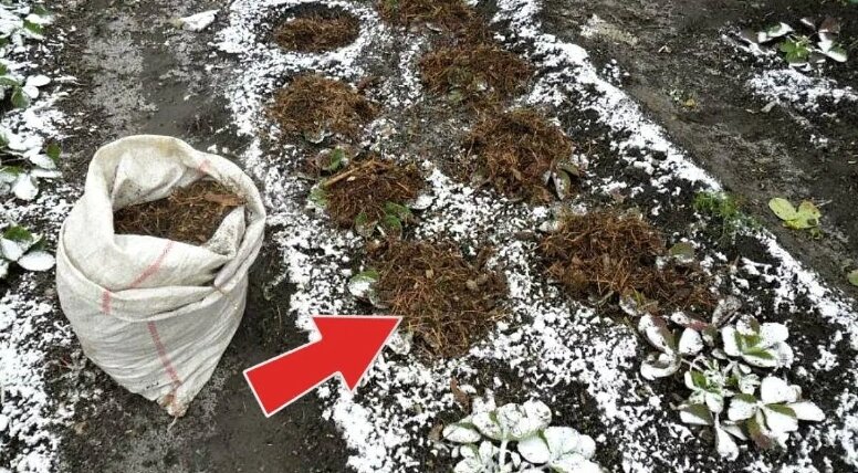 Майл. Картинки