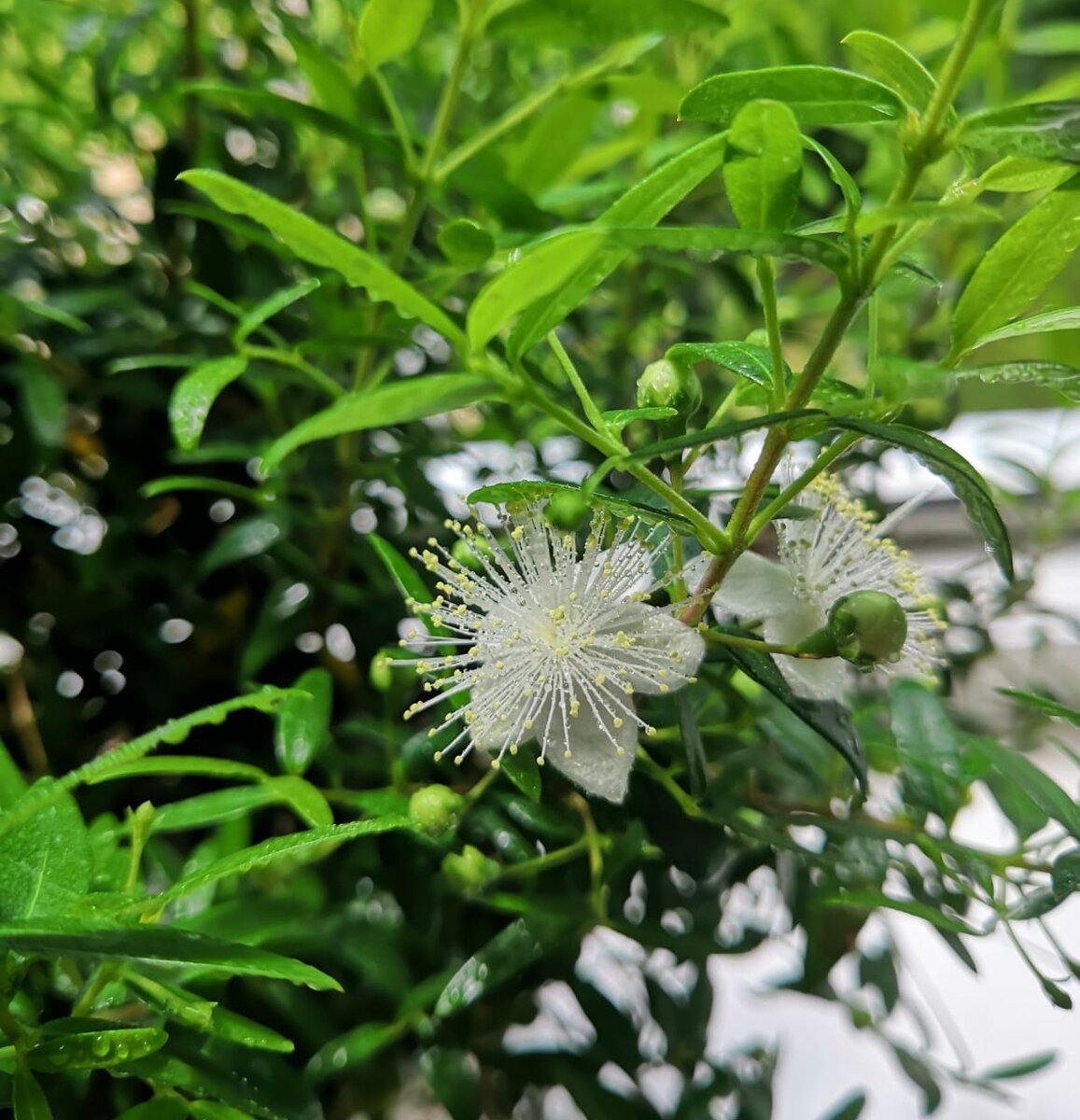 Myrtus communis var Leucocarpa Мирт белоплодный