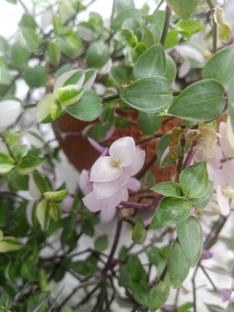 каллизия Бьянка. Побеги по сорту, те которые полосатые.