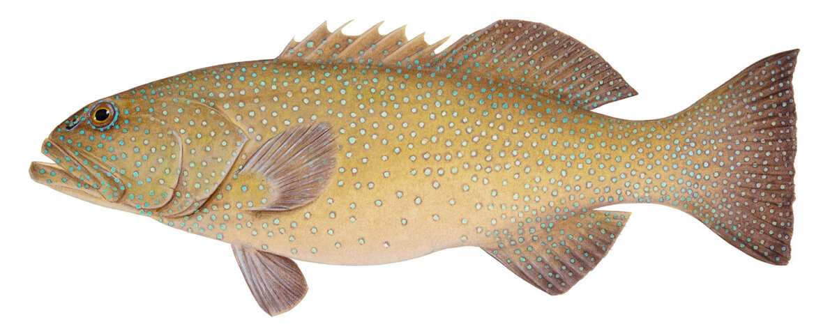 Plectropomus areolatus