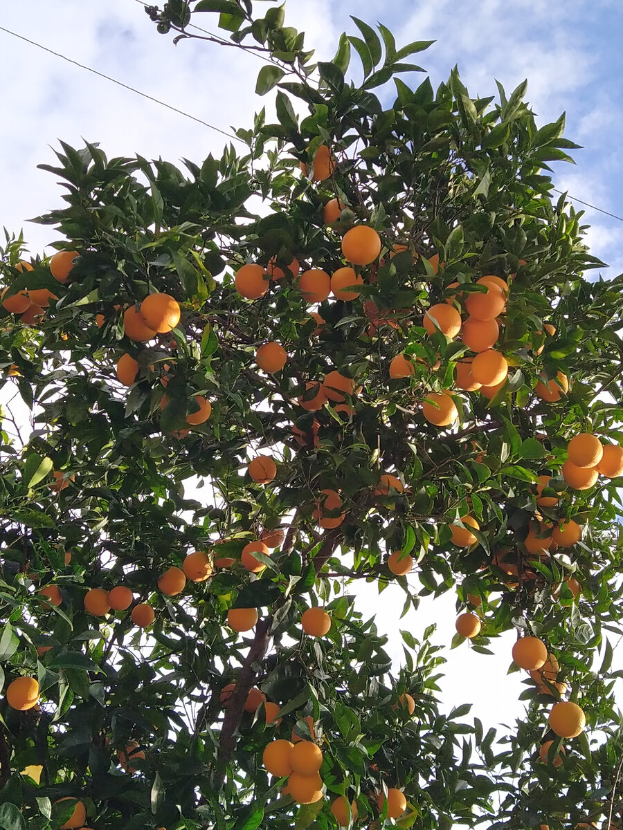 А такими апельсины станут через месяц-другой.