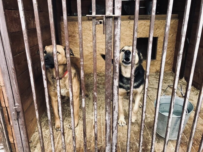 Наши псы в ожидании прогулки