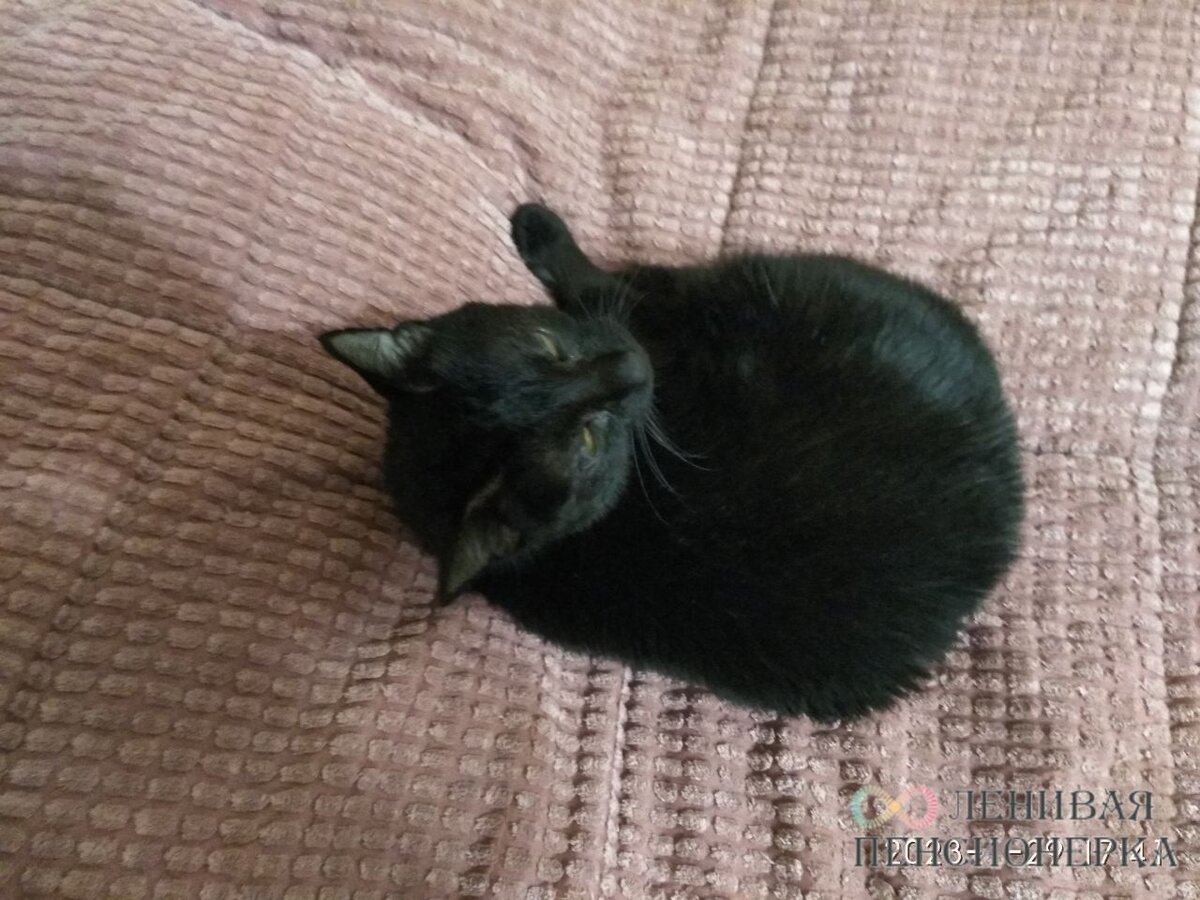 Сэмик. Фото автора