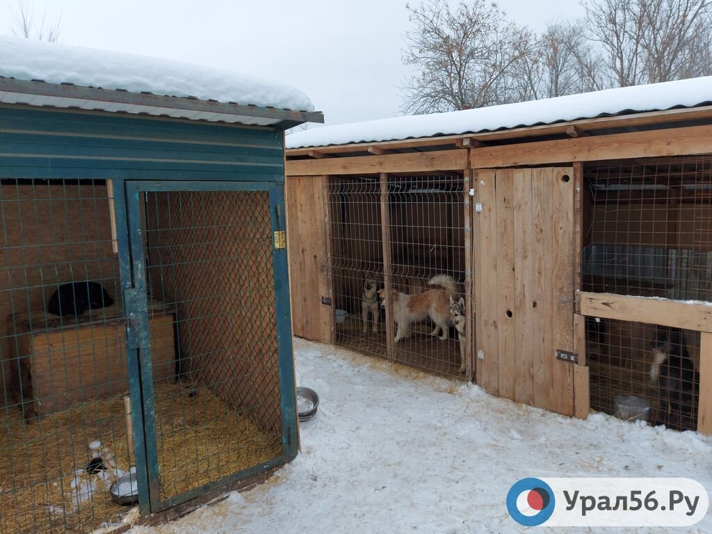 Нельзя отлавливать при детях и возвращать в парки: в Оренбурге ищут  подрядчика на отлов бездомных животных за 1,3 млн рублей | Урал56.Ру |  Оренбург, Орск - главные новости | Дзен