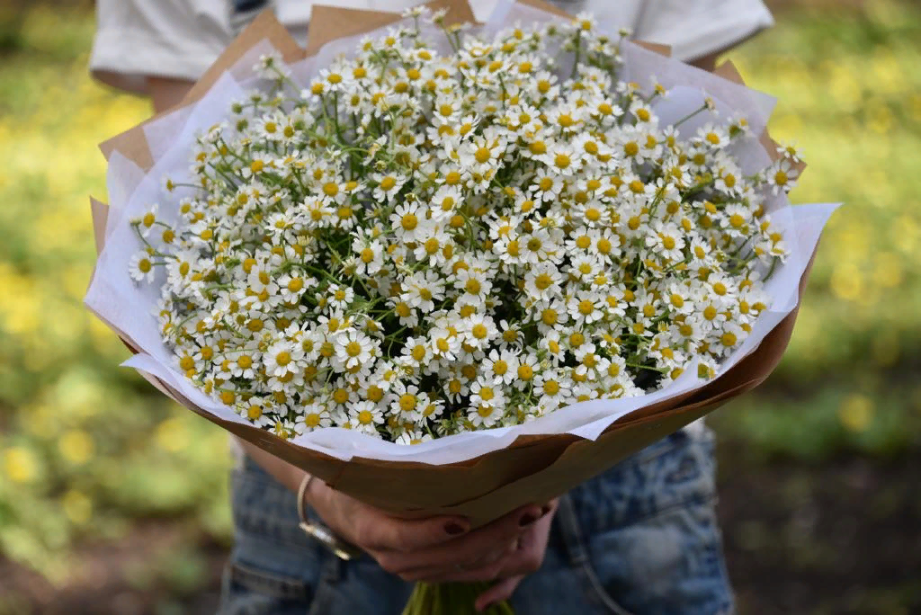 Ромашка успокоительное