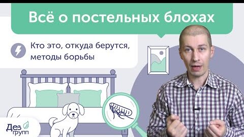 Блохи в квартире и доме: кто это, откуда, как быстро вывести? | Как избавится от блох? | Убить блох