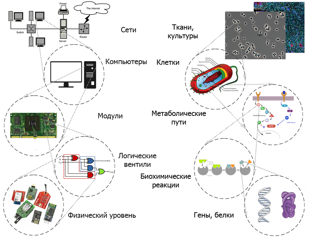 Основной принцип синтетической биологии, от и до..