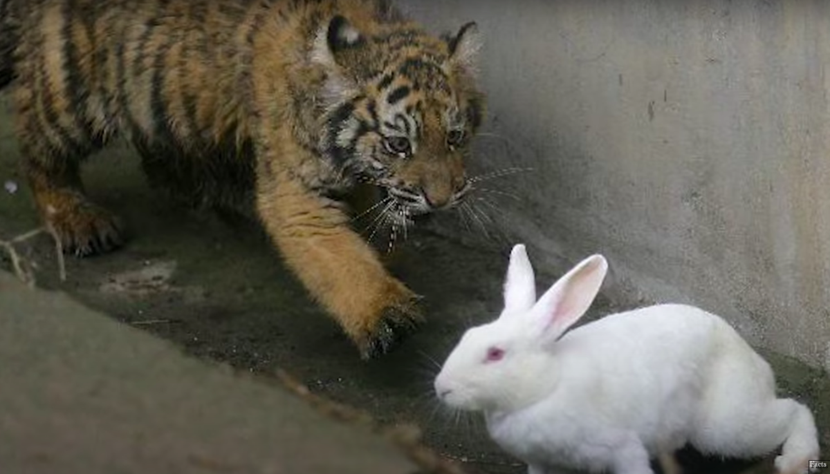 Зайцы в зоопарке. Тигр и заяц. Заяц и Тигренок. Тигренок и кролик. Тигровый заяц.