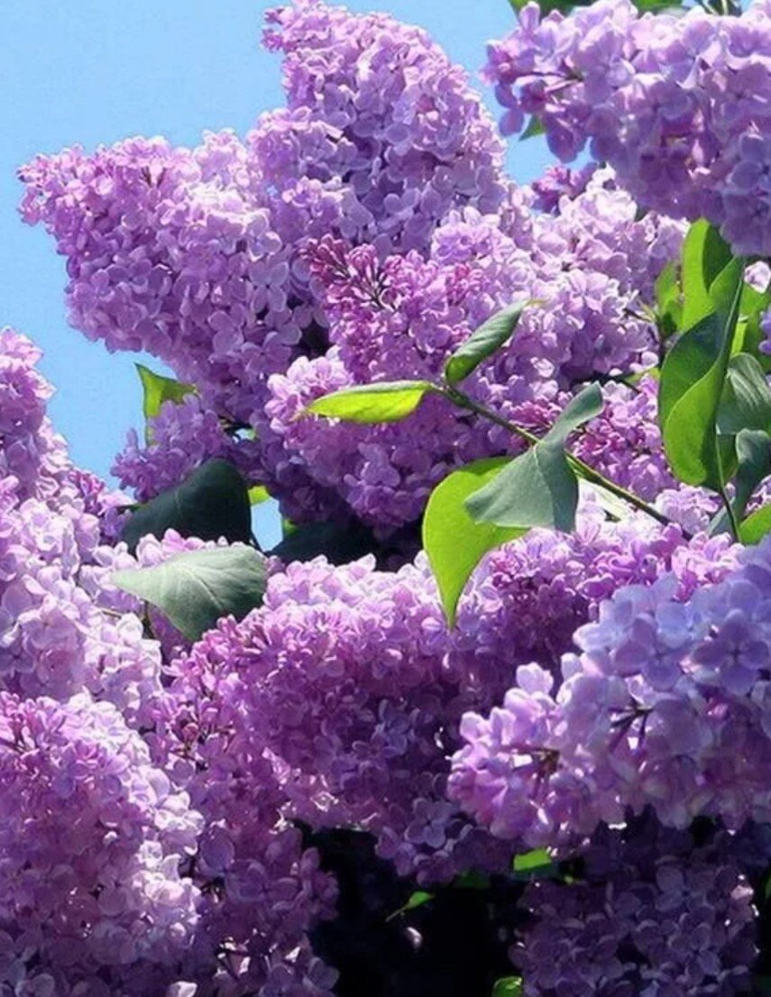Картинки с цветами сирени