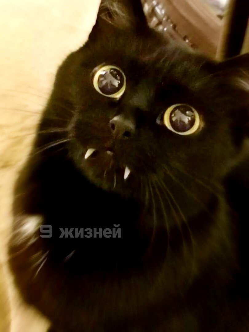 кот дракула, яндекс картинки