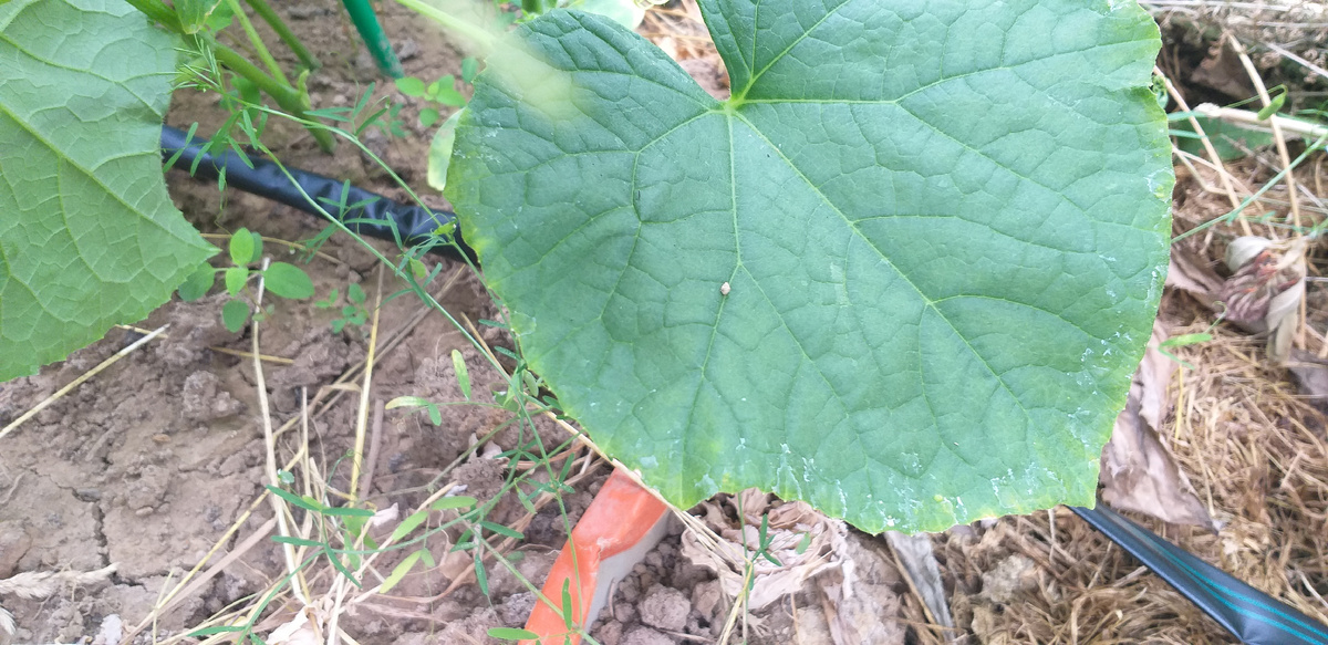 Недостаток калия