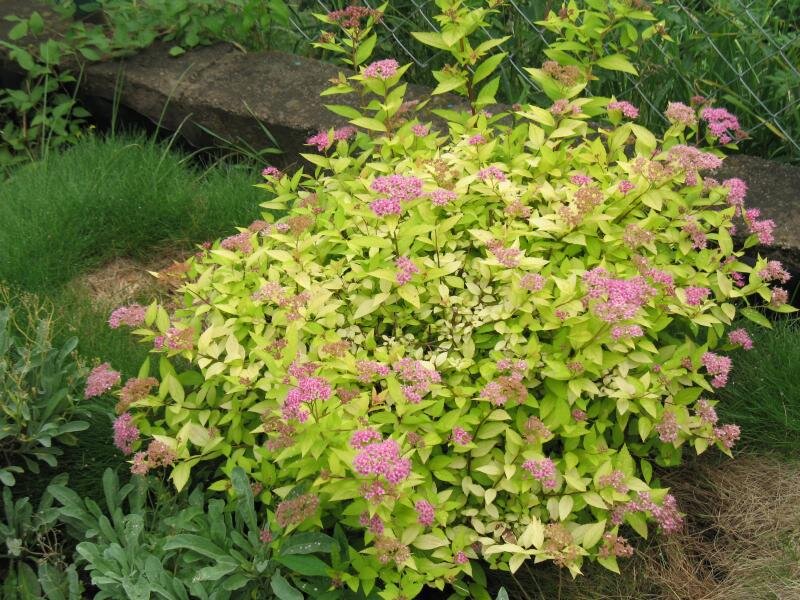 Спирея японская Голдмаунд