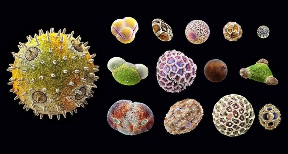 пыльца ольхи под микроскопом. пыльца разбор. пыльца разбор. сделать пыльцевой анализ меда. что производит пыльцевые зерна.