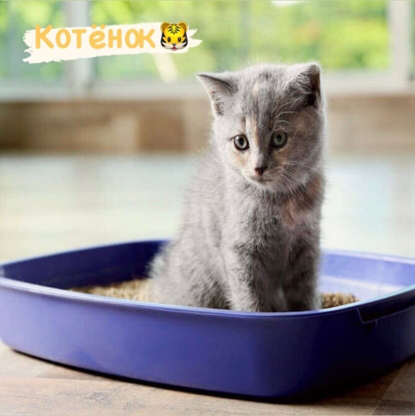 Котенок в ожидание