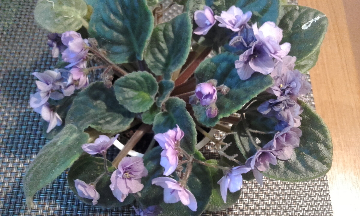 Фото сделано автором