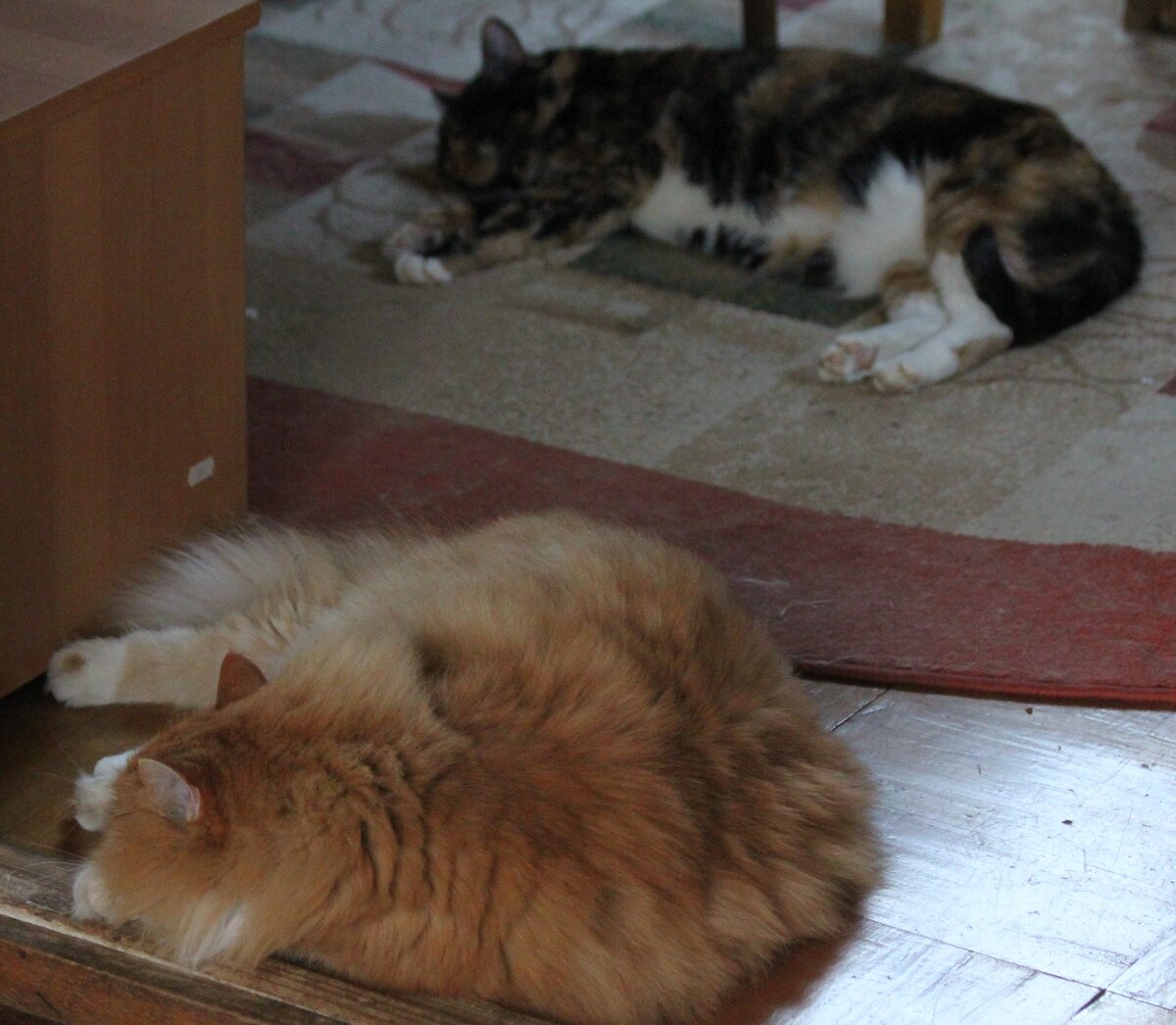 Моя охрана. Фото автора