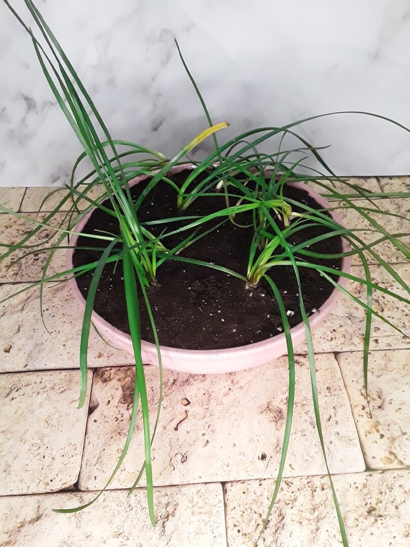 После пересадки