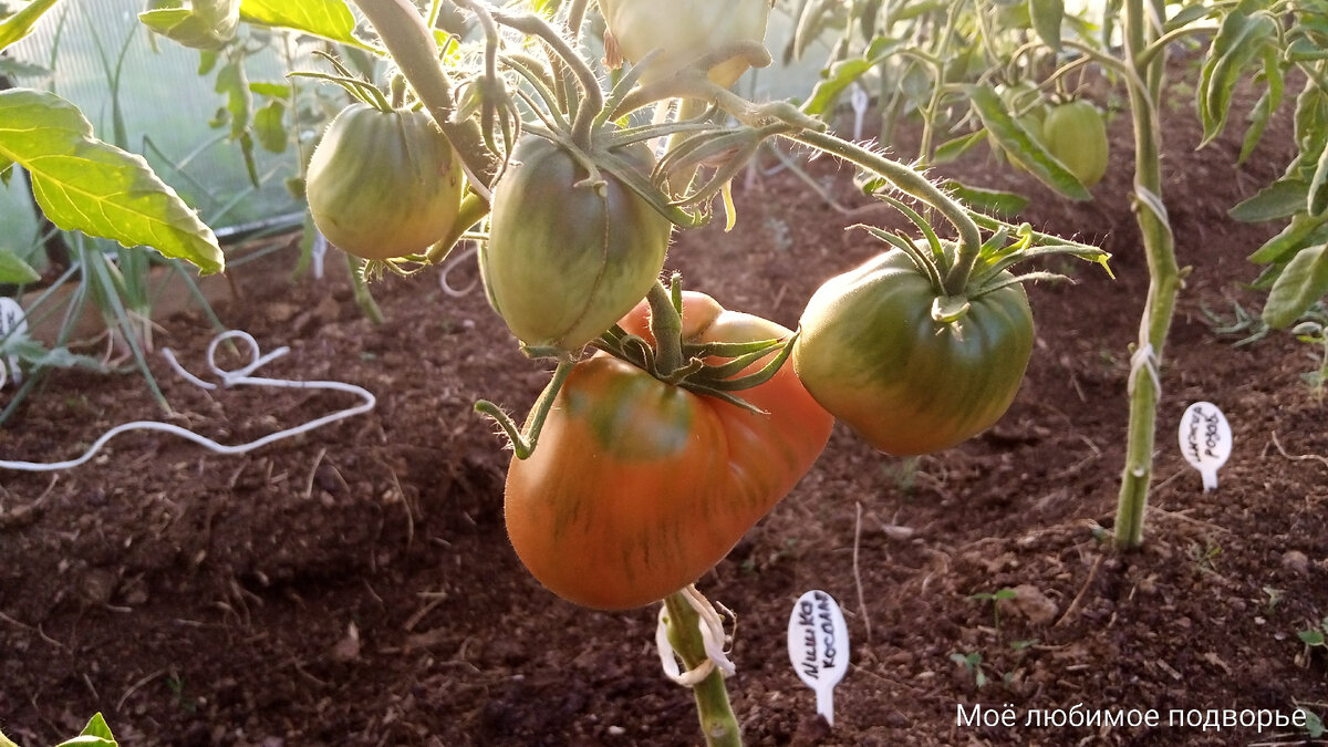 Мишка косолапый розовый