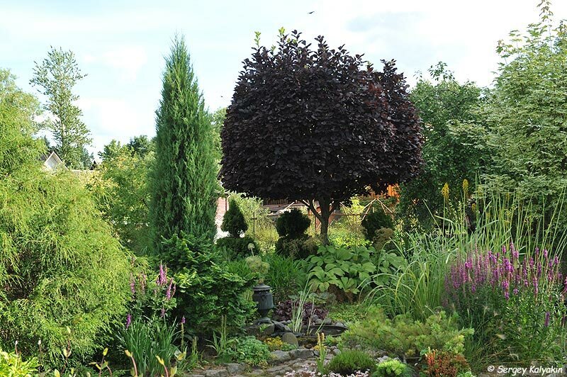 Сад Ирины Пыжиковой